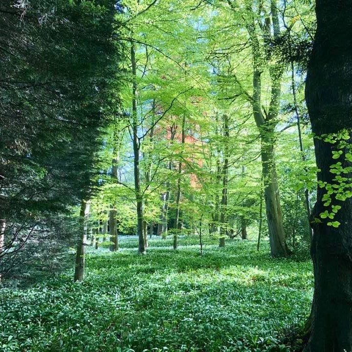 wild garlic 2 sq